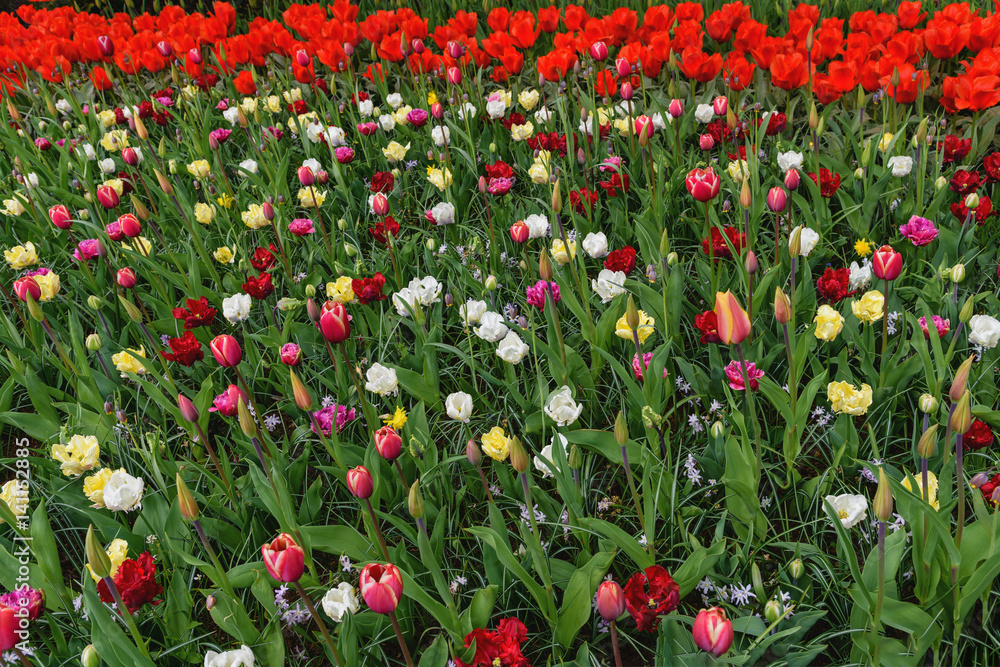 Colorful tulpen, narzissen in dutch spring Keukenhof Gardens. Blooming flowerbed. Horizontal