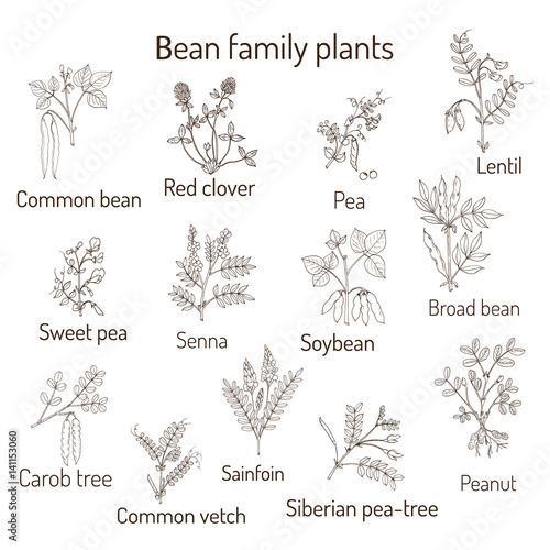 Bean family plants collection