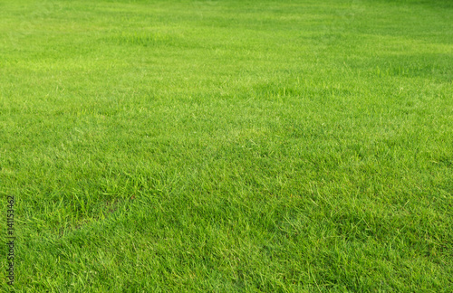 Fototapeta trawnik
