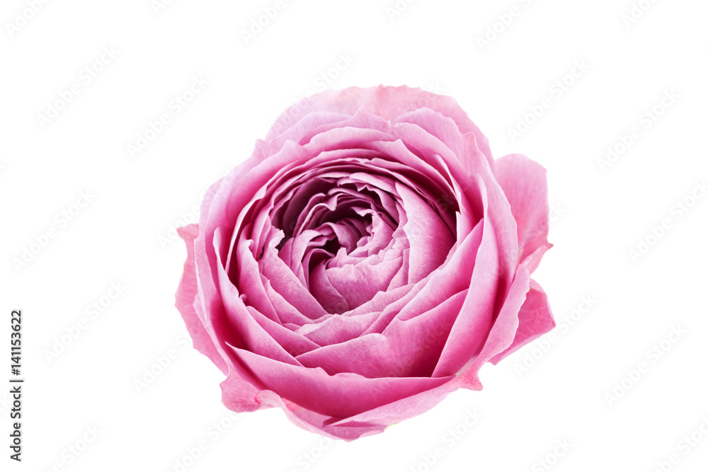 Beautiful rose flower isolated on white background.