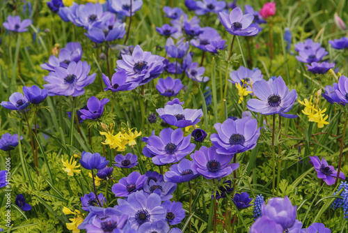 Field of blue blooming flowers in spring Keukenhof Gardens. Landscape