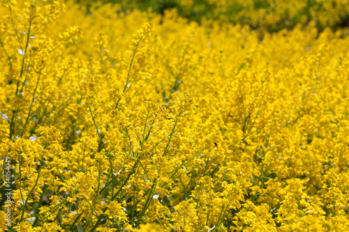 Yellow flowers © Kristian Tuhkanen