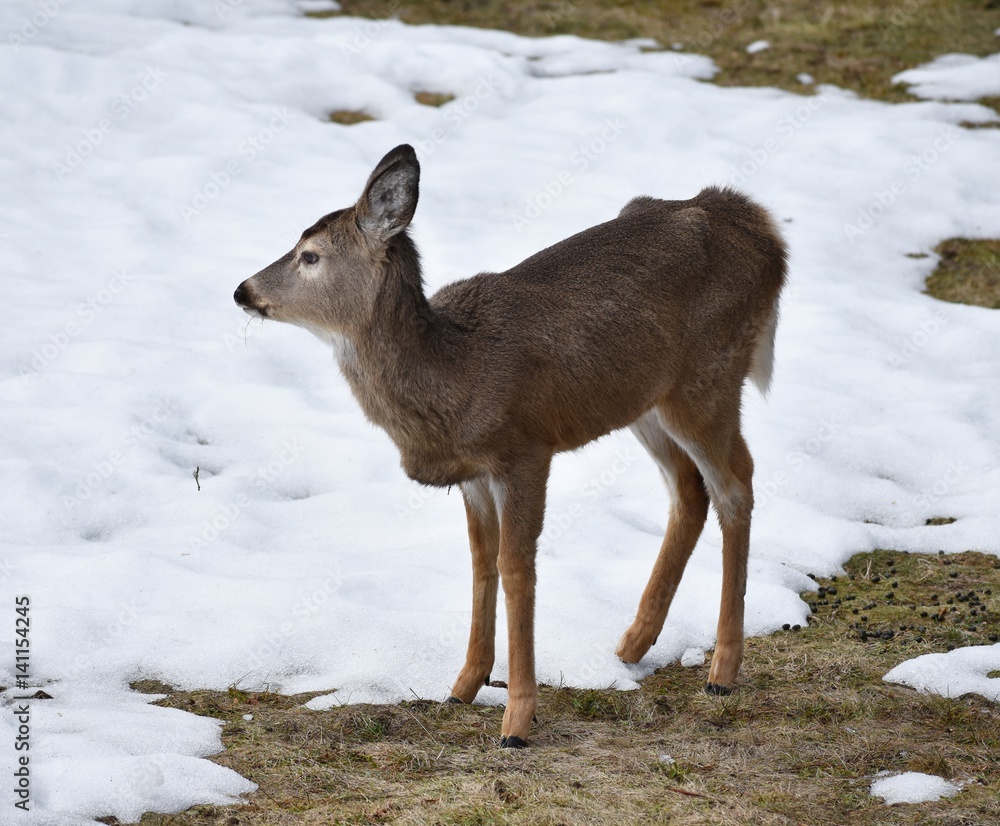 Small, scrawny whitetail deer in spring time. Small, scrawny whitetail deer in spring time.