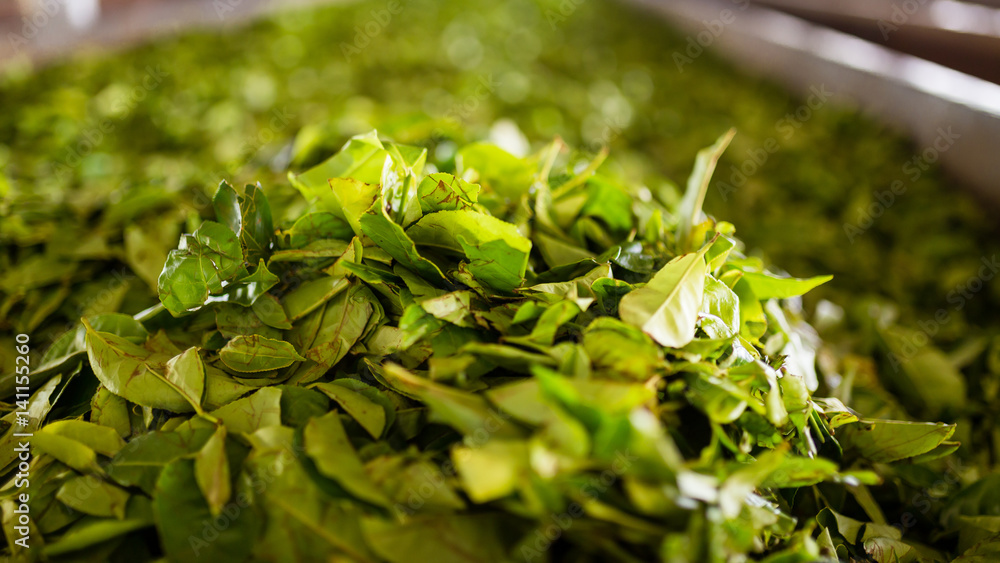 Freshly plucked tea leaves drying in a tea factory in Sri Lanka Freshly plucked tea leaves drying in a tea factory in Sri Lanka