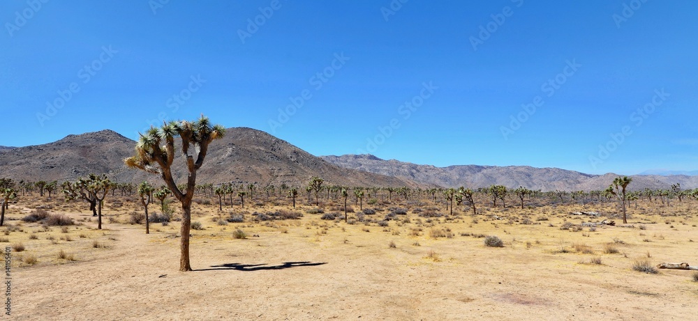 Lone Joshua Tree in the desert