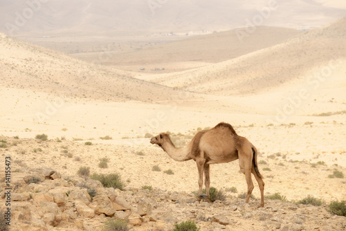 Camel in Judean desert near the Dead sea