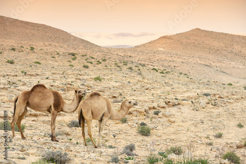 Camels in Judean desert near the Dead sea