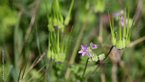 Erodium moschatum (musk stork's-bill - whitestem filaree) wild flower on a green background in nature photo