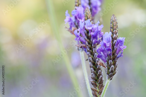 Lavender flower in the mint family