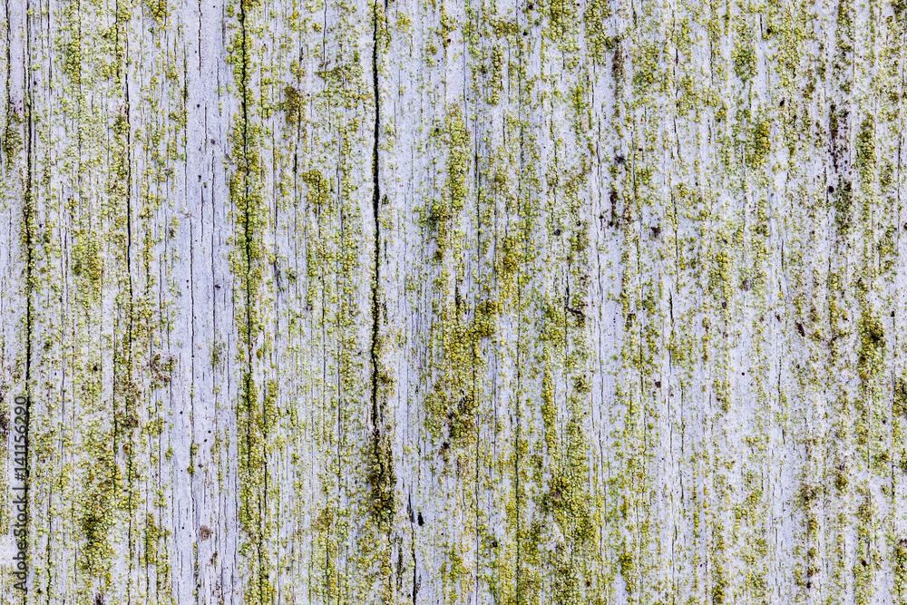 Obraz premium Upright board wall with white paint