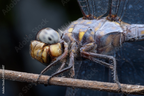 Super macro Dragonfly on branch photo