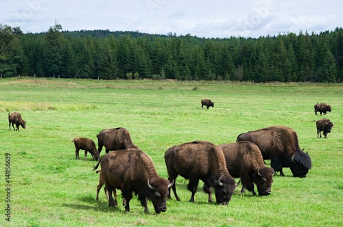 Herd of buffalo on a farm in southern Bohemia near Slavonice, Czech republic