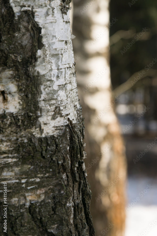 Birches. The trunk of a tree is in a spring forest Birches. The trunk of a tree is in a spring forest