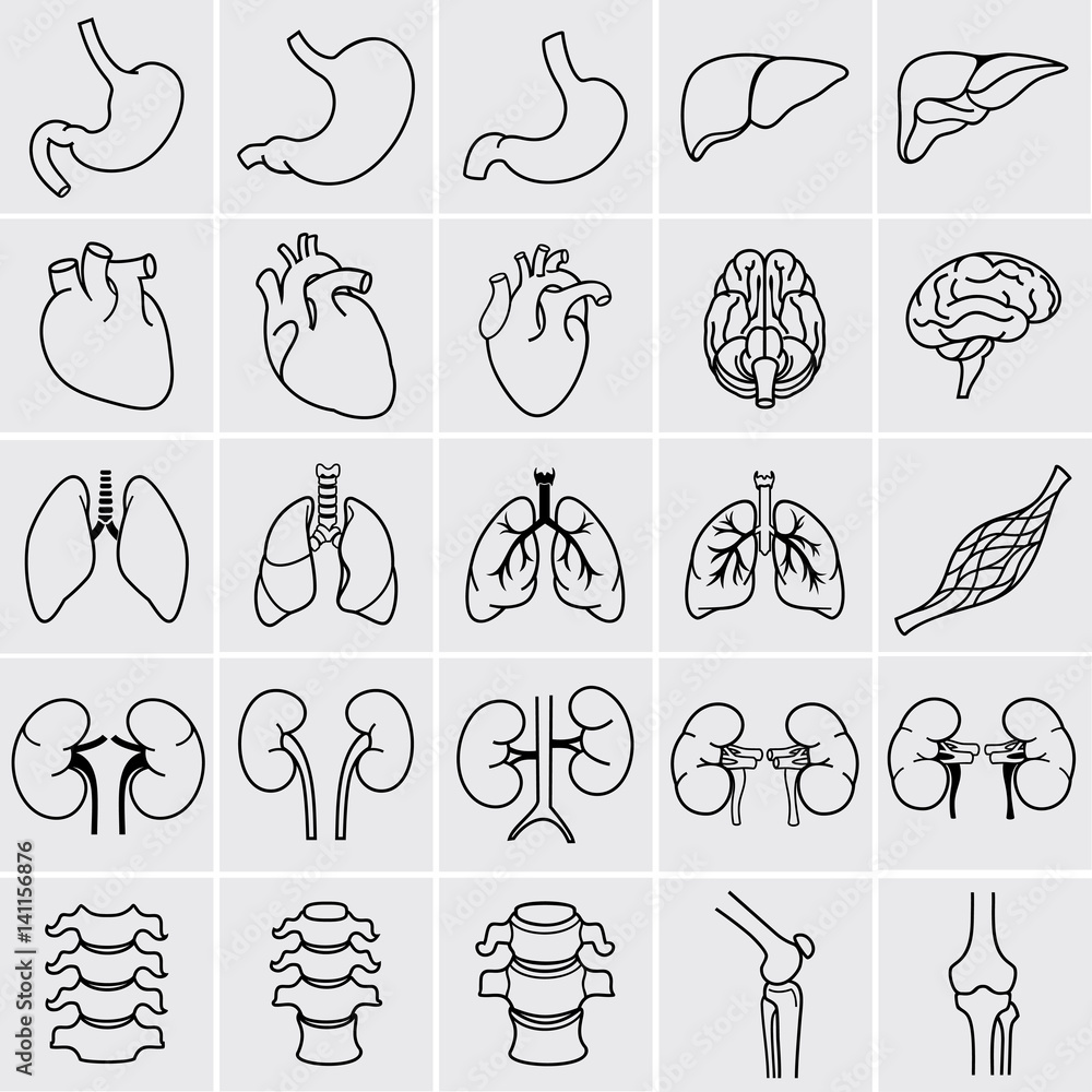 Internal human organs. Anatomy set. Vector illustration of outline medical icons. Internal human organs. Anatomy set. Vector illustration of outline medical icons.