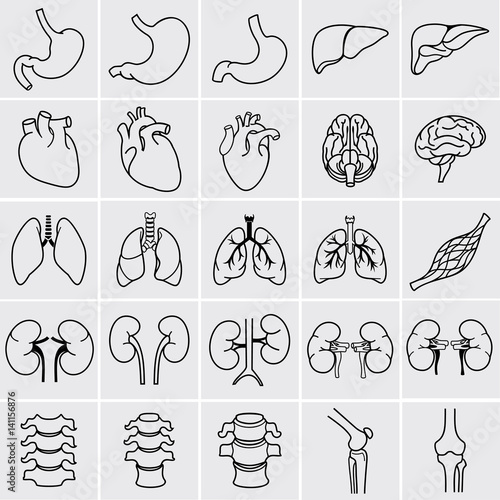 Internal human organs. Anatomy set. Vector illustration of outline medical icons.
