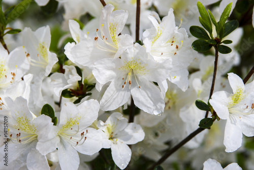 Close up of Rhododendron White flowers_ Baden-Baden, Germany