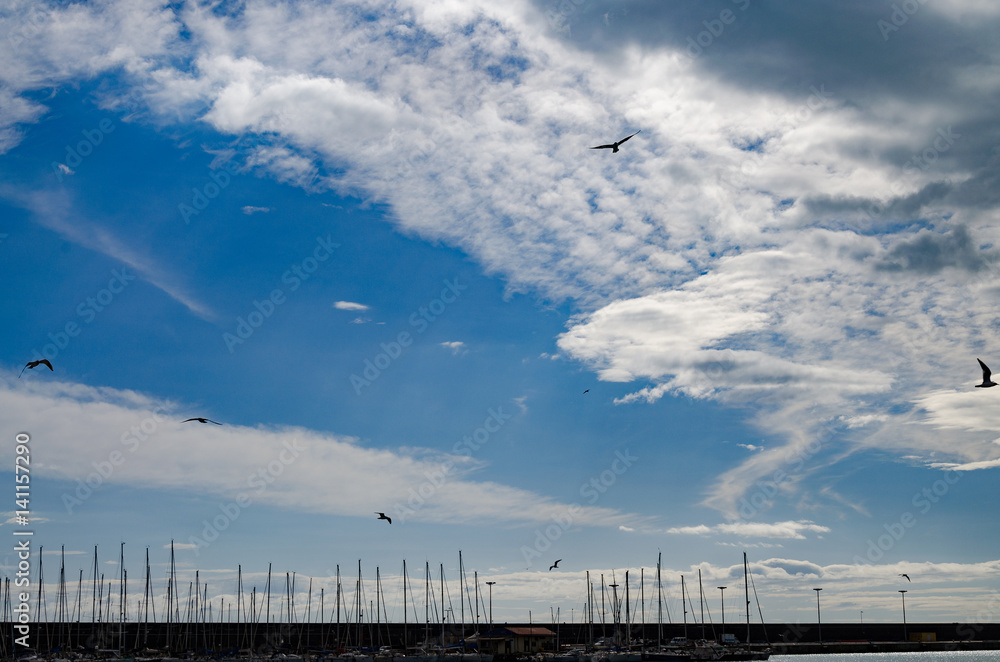 seagulls flying over the marina