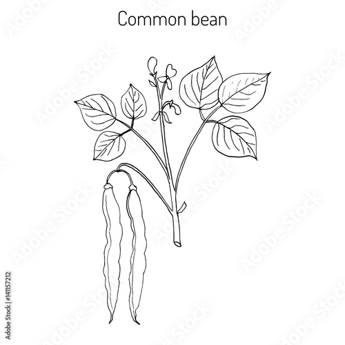 Common bean Phaseolus vulgaris 