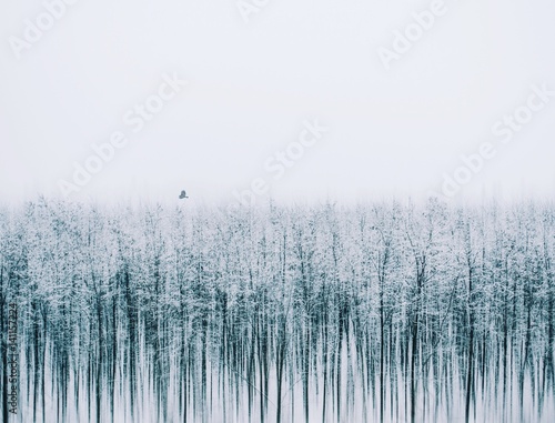 Silenc of nature. It is an artistic picture about winter.