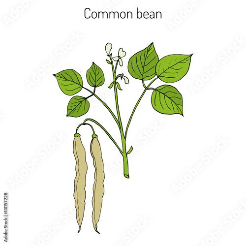 Common bean Phaseolus vulgaris 