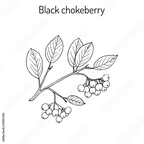 Black chokeberry branch photo