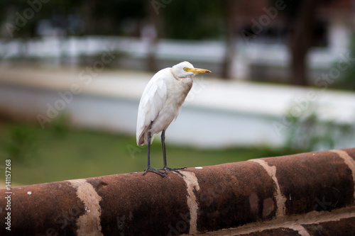 Schilderij op canvas Common heron (Ardea cinerea) on a wall at a temple in Sri Lanka