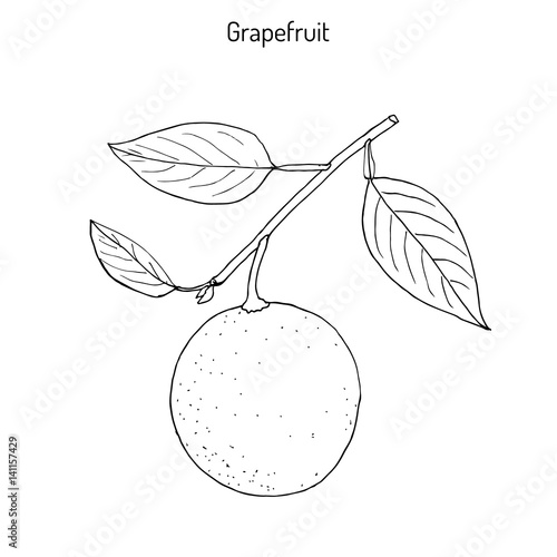 Grapefruit Citrus paradisi , subtropical citrus tree