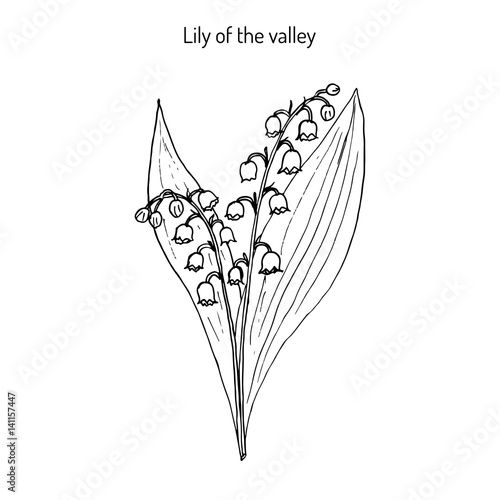 Lily of the valley Convallaria majalis . 