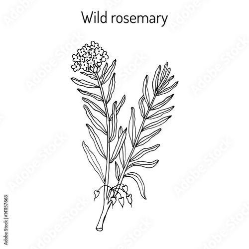 Wild Rosemary or Rhododendron tomentosum