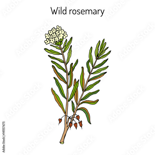Wild Rosemary or Rhododendron tomentosum
