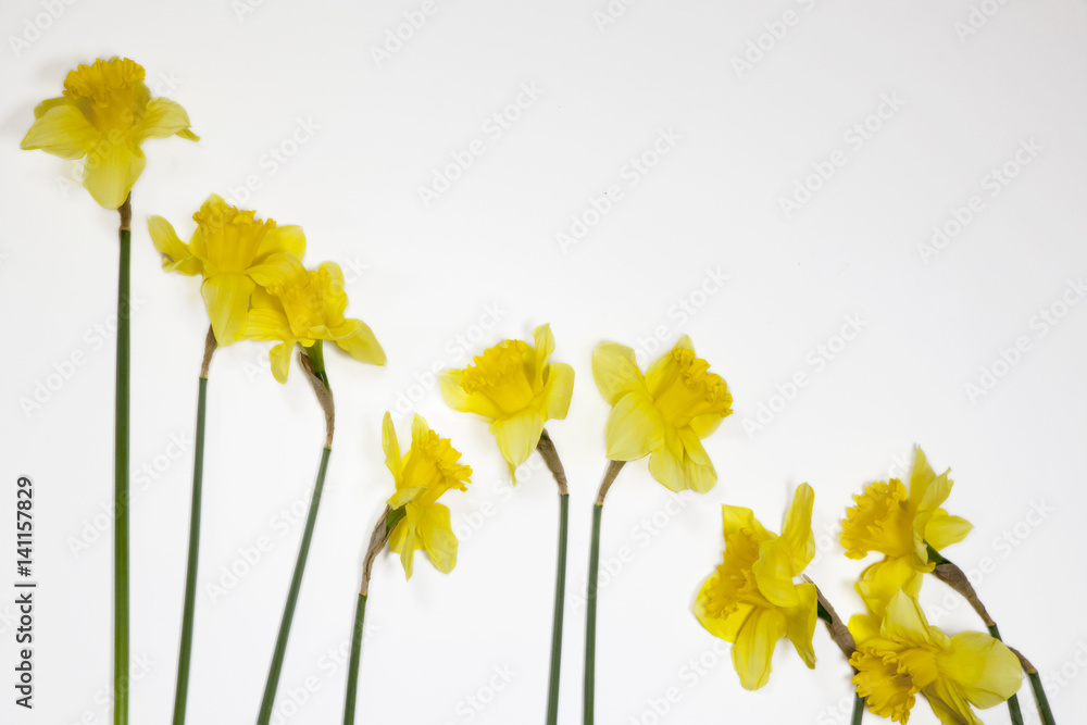 yellow narcissus isolated over the white background