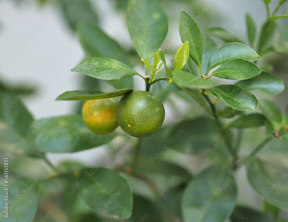 Kumquat Citrus Japonica Fruit On Tree