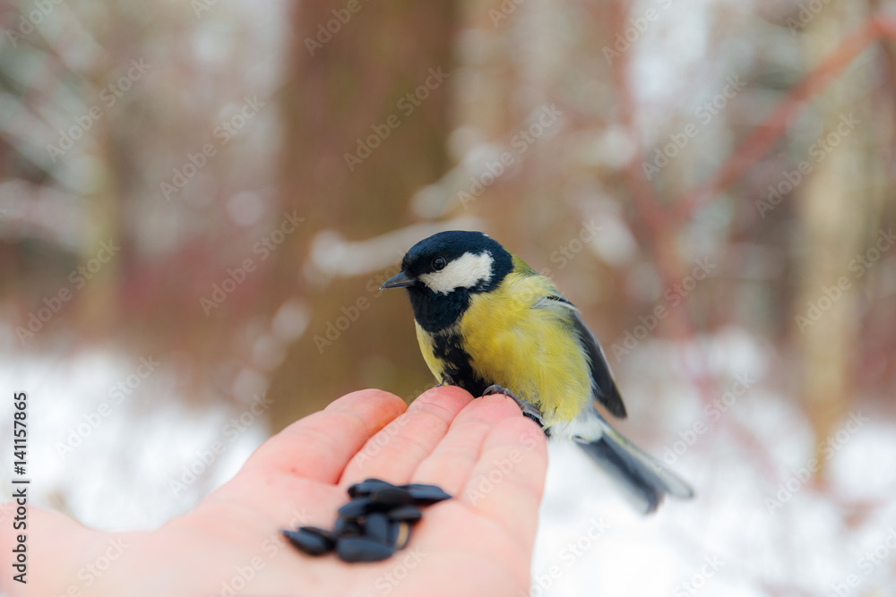 Naklejka premium Titmouse on the palm of a man