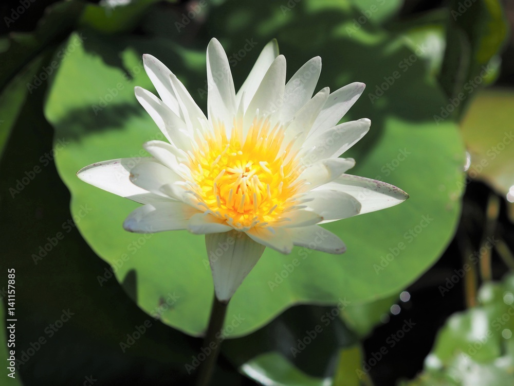 Close Up Of White Water Lily Lotus Blossom On Lotus Leaf Background Close Up Of White Water Lily Lotus Blossom On Lotus Leaf Background