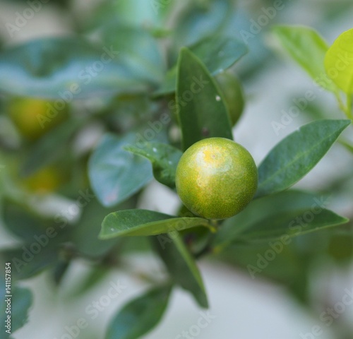 Wallpaper Mural Kumquat Citrus Japonica Fruit On Tree Torontodigital.ca