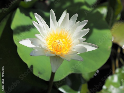 Close Up Of White Water Lily Lotus Blossom On Lotus Leaf Background