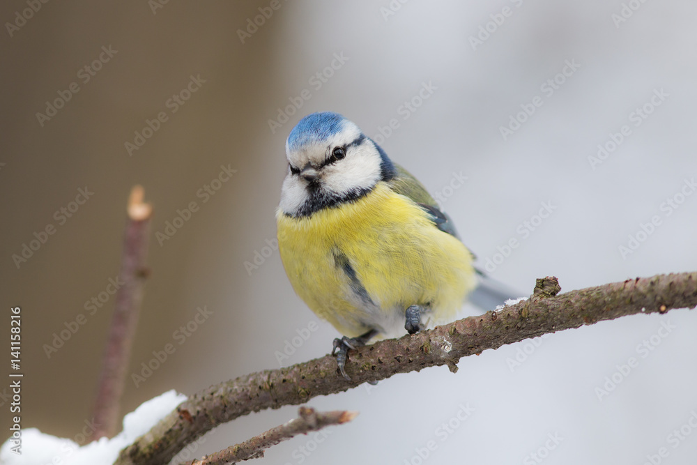 Curious blue tit on a branch