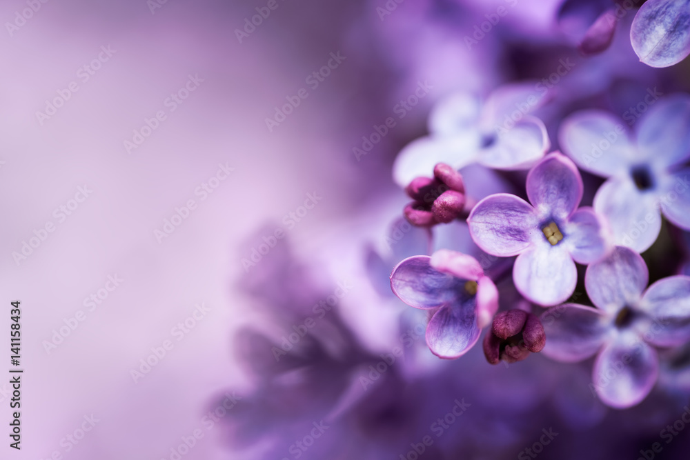 Fototapeta premium Lilac flowers spring blossom background