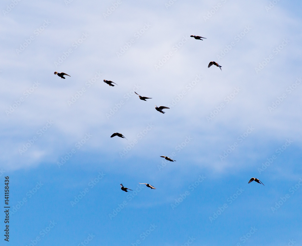 a flock of pigeons in the sky