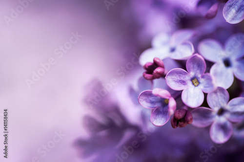 Lilac flowers spring blossom background