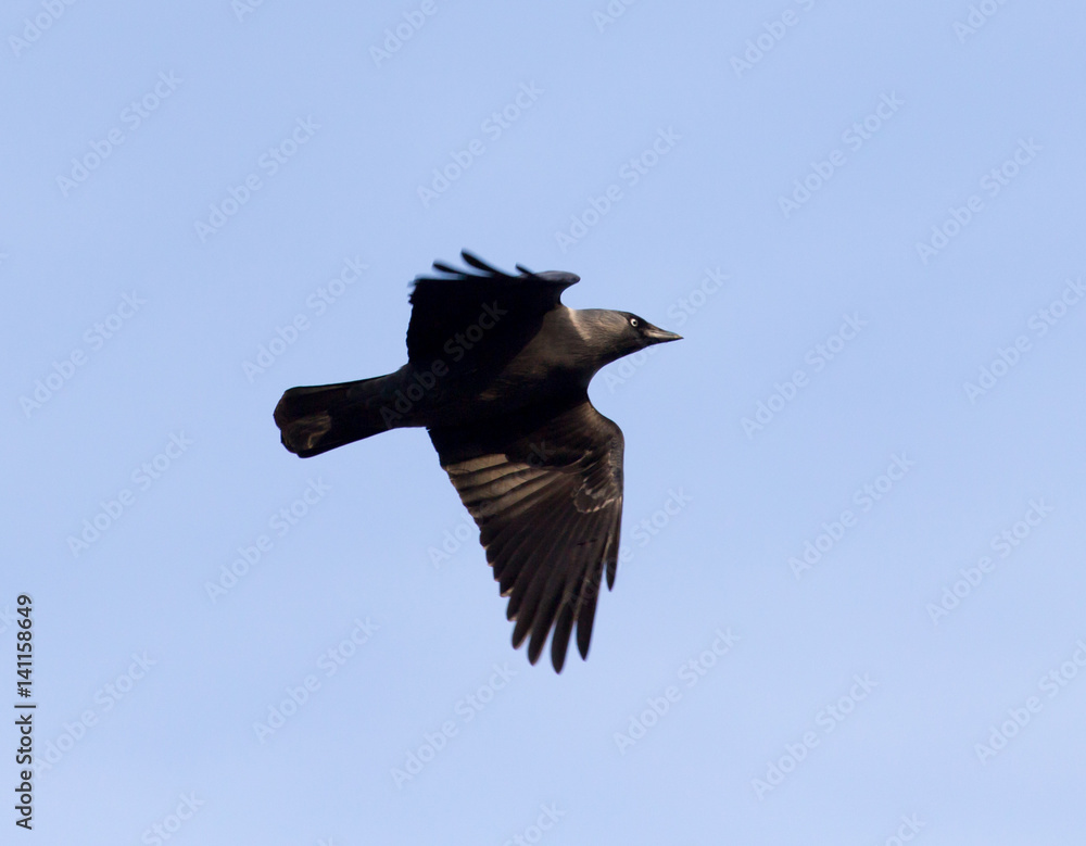 Crow on a background of blue sky Crow on a background of blue sky