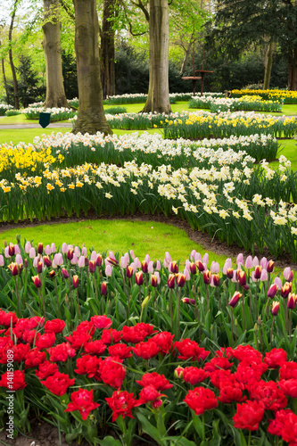 Red and pink tulips with daffodils in garden Keukenhof, Netherlands © neirfy