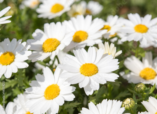 Marguerite © MatchaGO