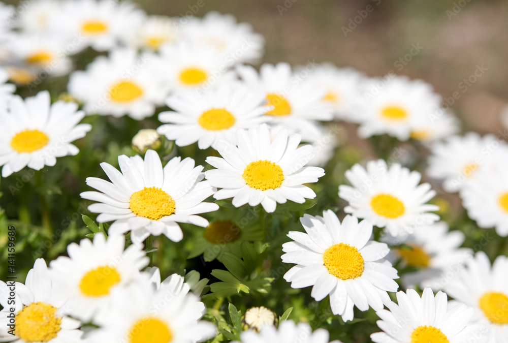 Marguerite Marguerite