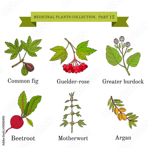Vintage collection of hand drawn medical herbs and plants