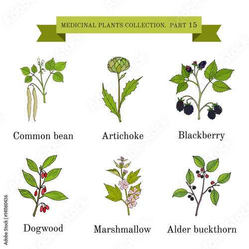 Vintage collection of hand drawn medical herbs and plants