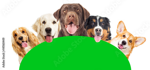 set of dogs peeking out of a green screen