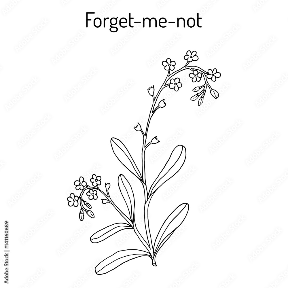 Forget-me-not. Hand drawn illustration Forget-me-not. Hand drawn illustration