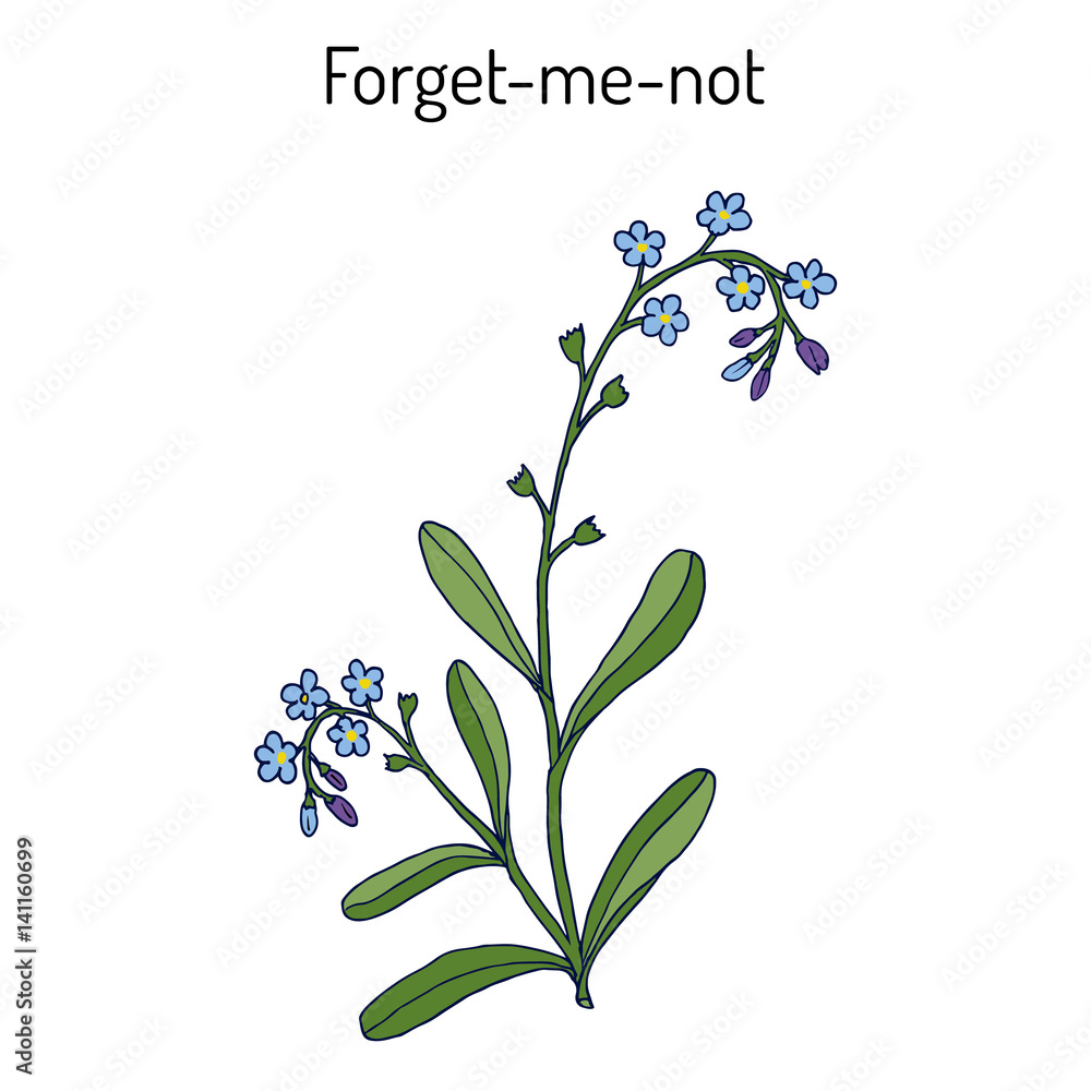 Forget-me-not Myosotis arvensis Forget-me-not Myosotis arvensis