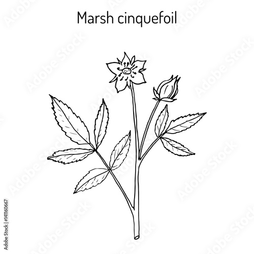 Purple Marshlocks comarum palustre , or swamp cinquefoil, marsh cinquefoil. Medicinal plant